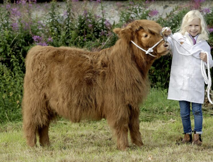 Rowan Dempster shows her Highland cattle calf from the Teaghlach fold.