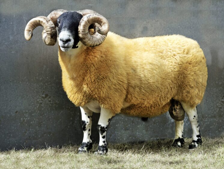 The champion North-type Blackface, a tup from Cadogan Estates. 