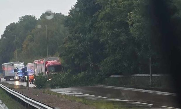 A92 fallen tree