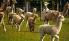 Cute alpaca experience on the farm. Image: Bowbridge Alpaca Farm.