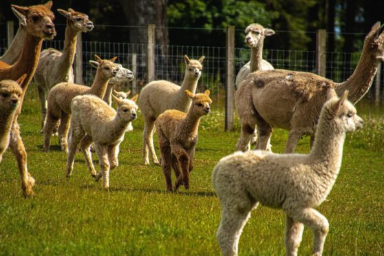 Cute alpaca experience on the farm. Image: Bowbridge Alpaca Farm.