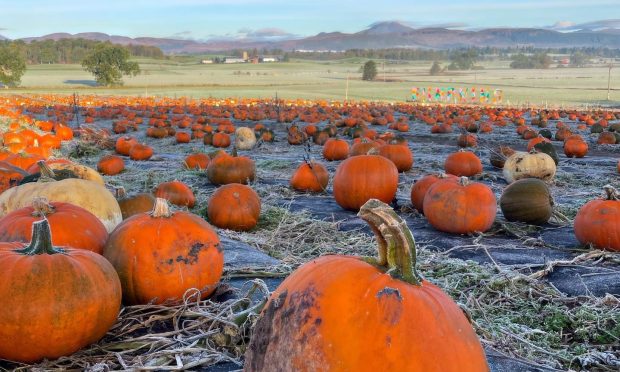 The Arnprior Farm pumpkin patch in 2023