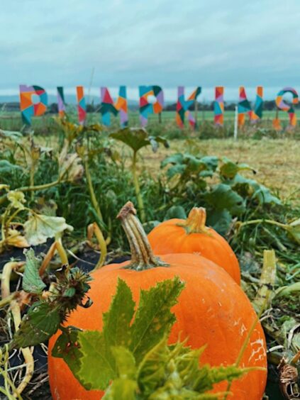 Arnprior Farm pumpkin patch Stirling