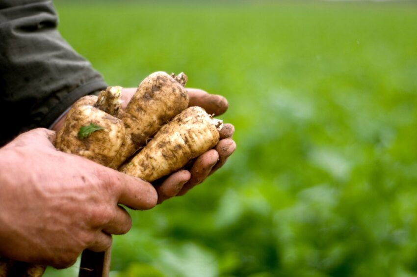 Home-grown veg