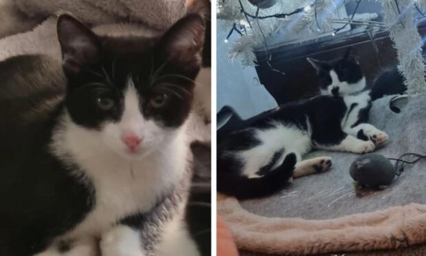 Two cats have died in Methil due to suspected antifreeze poisoning.