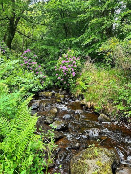 Balmenoch Burn