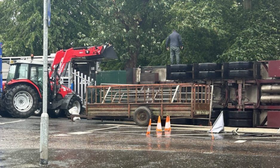 Cattle being transferred from the lorry to a waiting truck.