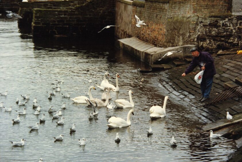 A man feeding the birds, as swans and seagulls compete for bread. 