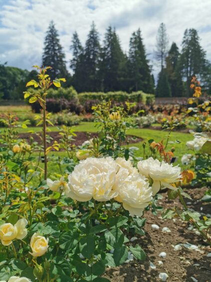 Roses growing in garden at Scone Palace