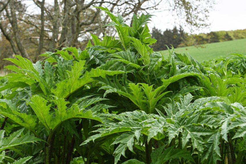 Giant hogweed growing wild in countryside