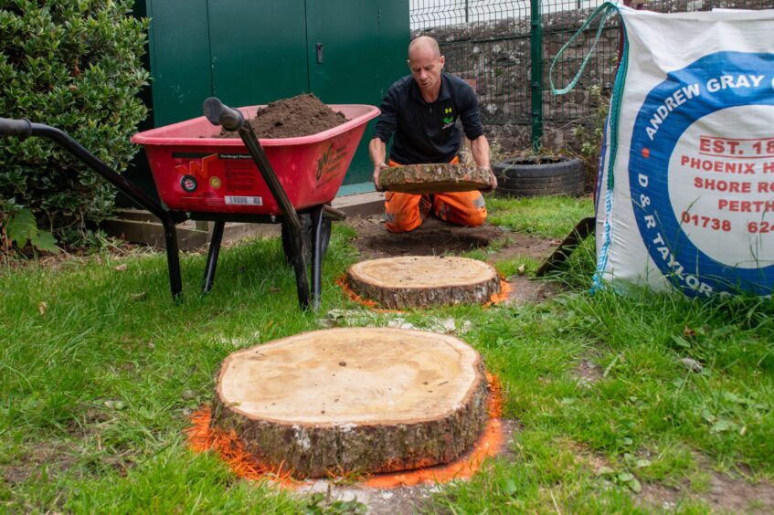 Man kneeling next to wheelbarrow placing heavy oak slices on grass