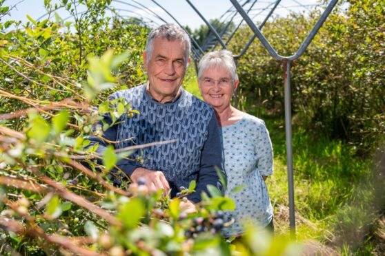 Peter and Melanie Thomson standling among blueberry bushes