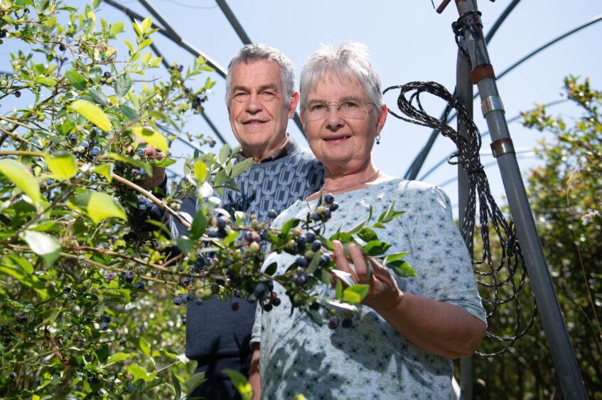 Peter and Melanie Thomson smiling in a row of blueberry bushes