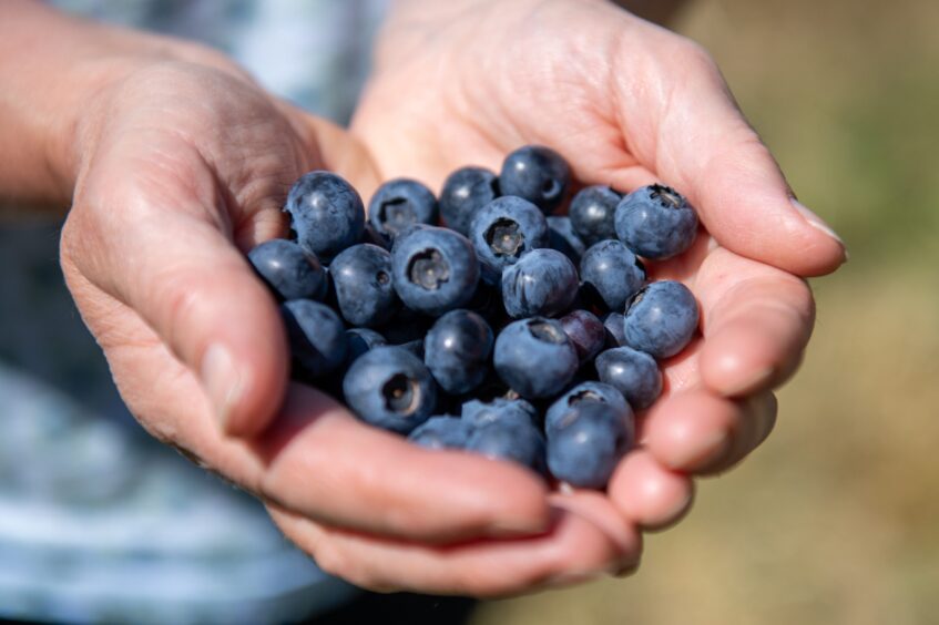 Cupped hands holding blueberries