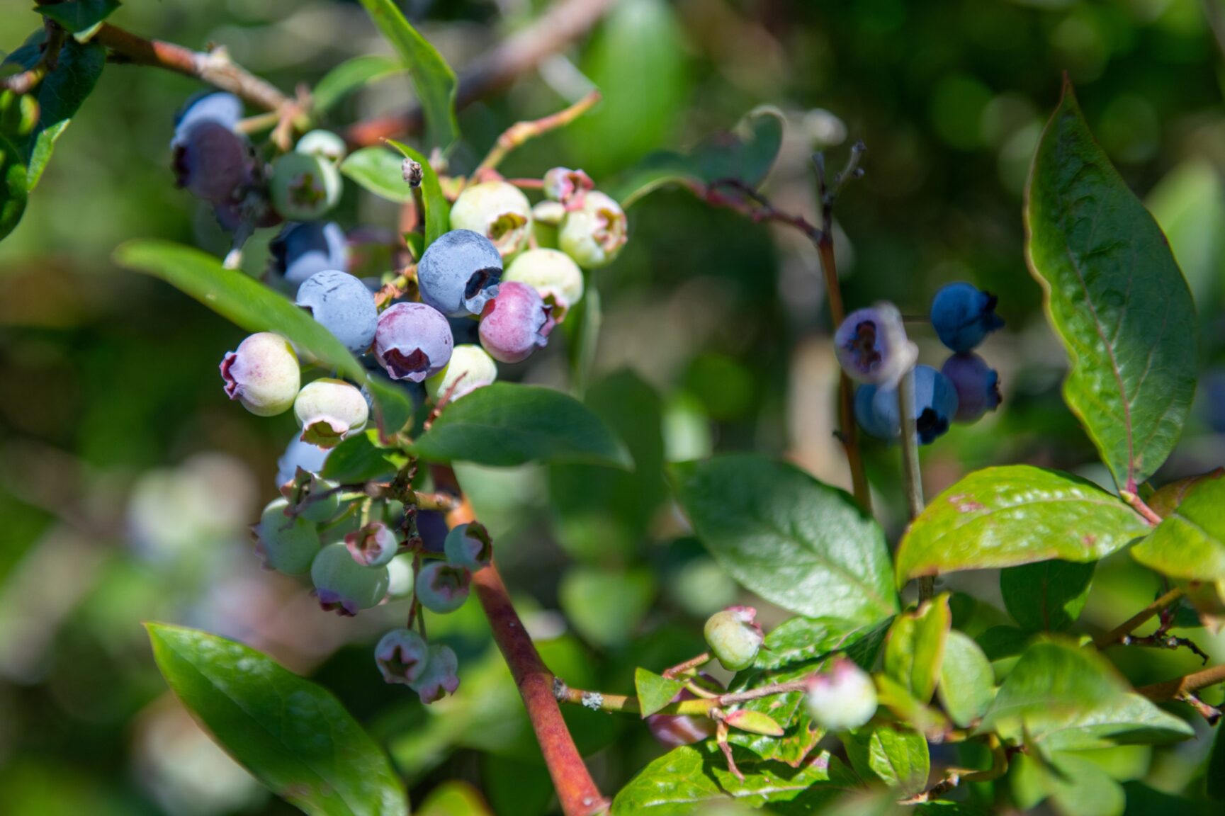 Not Ripe Blueberry Field Blairgowrie blueberries: Family give unprofitable crop to community