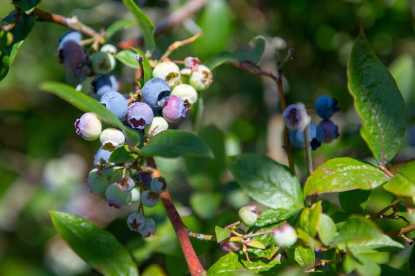 Blueberries growing on bush