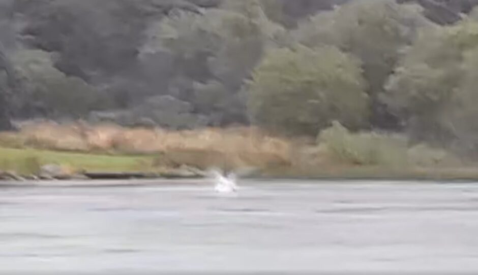 Osprey takes on monster trout at Tayside Loch.