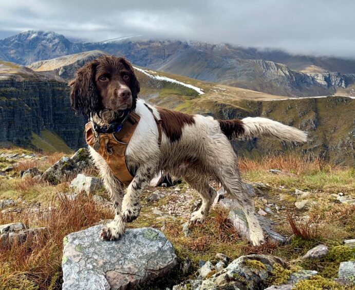 Springer Spaniel Monty. 