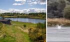 The hungry osprey bit off more than it could chew at Ledyatt Loch. Image: DC Thomson/Ledyatt Trout Fishery