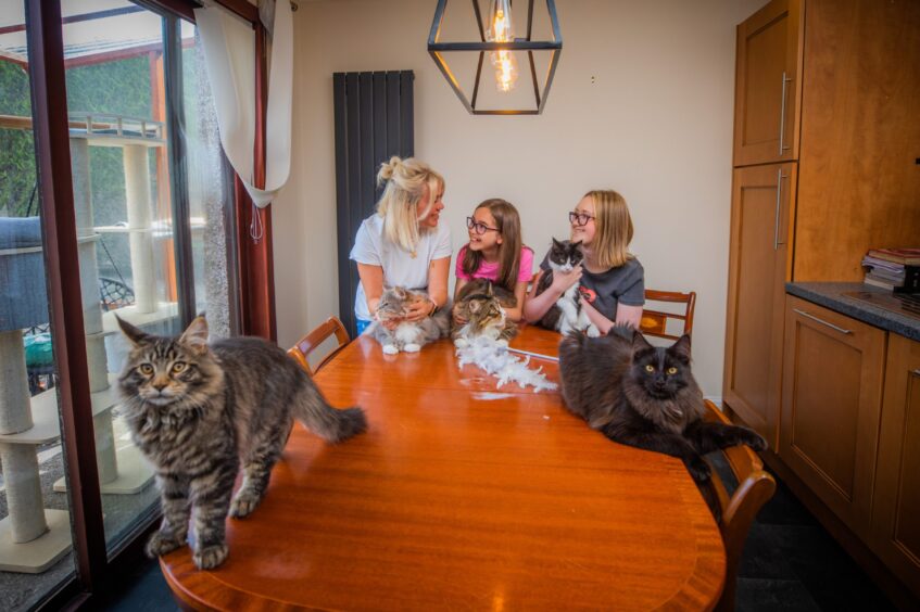 Lovisa Downton and daughters Poppy Phillipson, 10, and Elle Phillipson, 14.  Cats left to right are: Gojo, Sora, Ludo, Soimi and Senshi. 