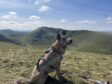 Blind dog on top of Ben Lawers