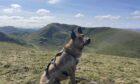 Blind dog on top of Ben Lawers