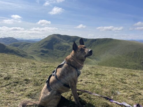 Blind dog on top of Ben Lawers