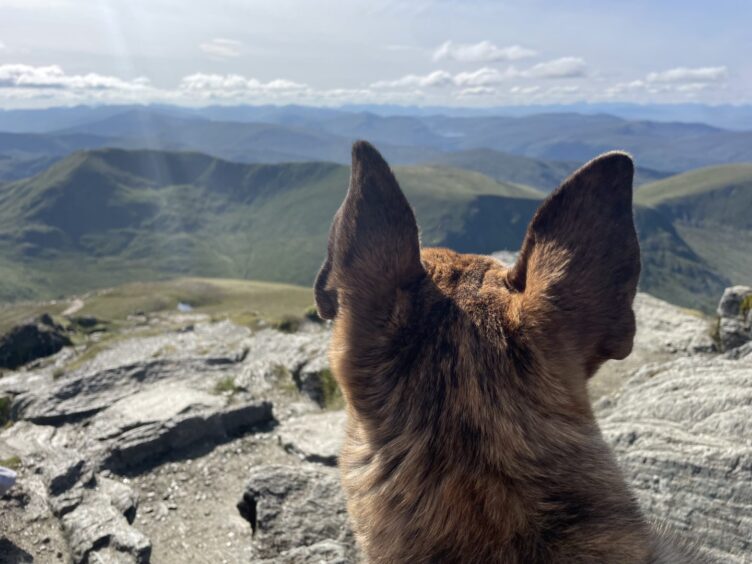 Suki the dog, on top of Ben Lawers with Scottish scenery beyond