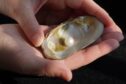 Hand holding Abernethy pearl in mussel shell