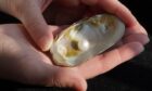 Hand holding Abernethy pearl in mussel shell