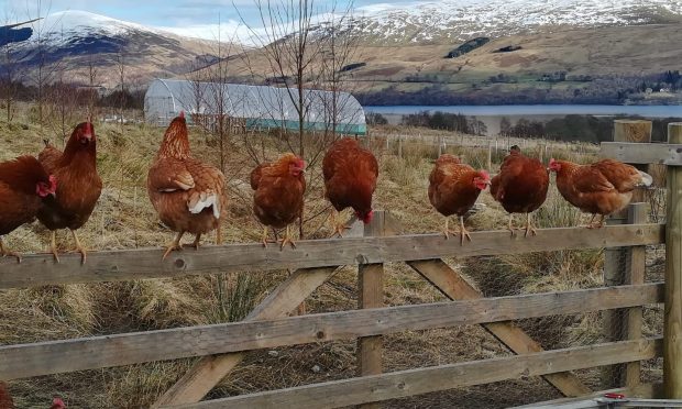 Tombreck Farm hens.