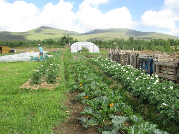 Tombreck market garden.