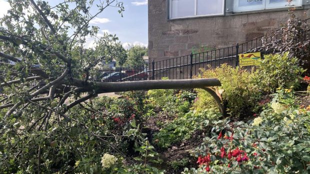 Apple tree chopped down and lying on top of flowerbeds