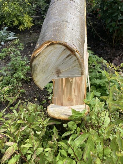 Close-up of fallen tree, showing neat saw-marks