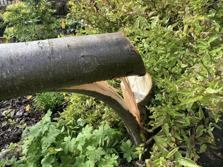 Close-up of tree trunk showing neatly sawn cut