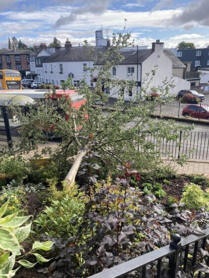 Fallen tree on top of flower bed with Blairgowrie town centre and passing buses behind