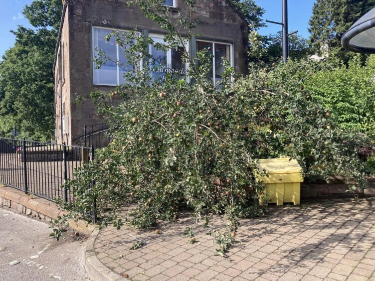 Fallen tree lying across grit bin in front of Blairgowrie town centre buildings