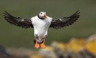 'Hello Folks' by James Anderson. Image: James Anderson/Brechin Photographic Society