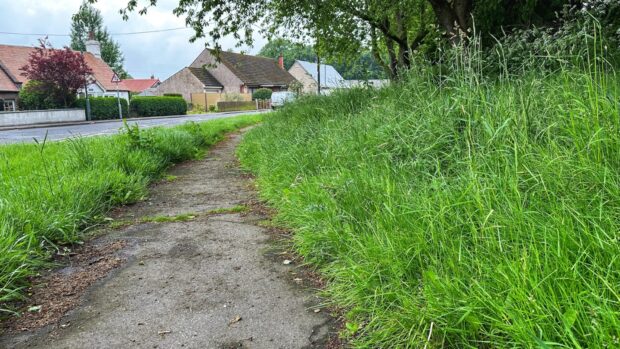 Long grass beside path and road at Longforgan