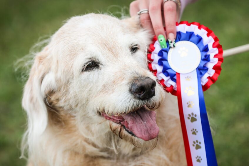 15-year-old labradoodle Millie proudly displays her ‘Best in Show’ award and ‘Golden Oldie’ rosette. Photo by Mhairi Edwards/DC Thomson