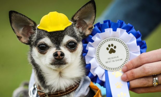 a chihuahua with a little yellow builder's hat on, as someone holds its rosette