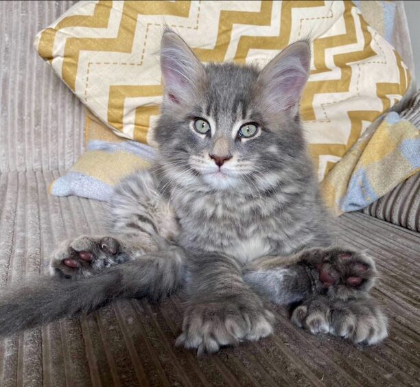 Maine Coon Sushi was born with 28 toes.