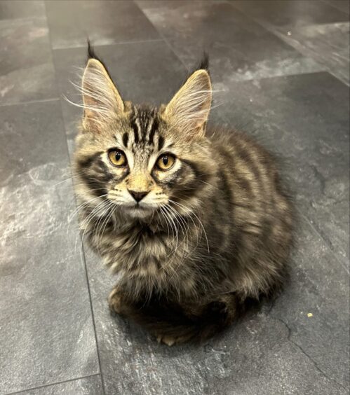 Gojo, one of Lovisa's Maine Coon cats.