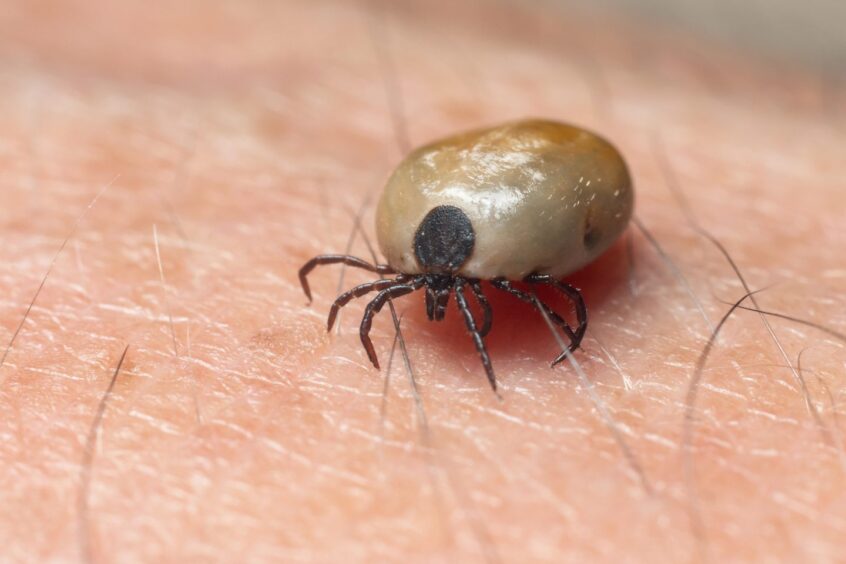 Tick fat with blood crawling over skin