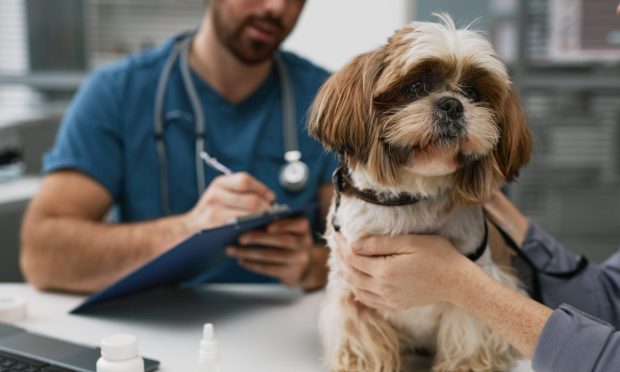 Dogs in Fife are falling unwell with parvovirus. Image: Shutterstock