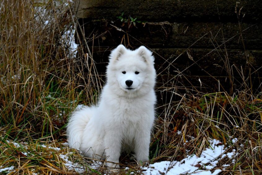 samoyed puppy