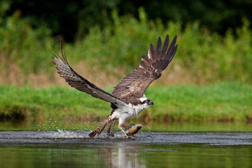 Osprey found shot in Angus glens.