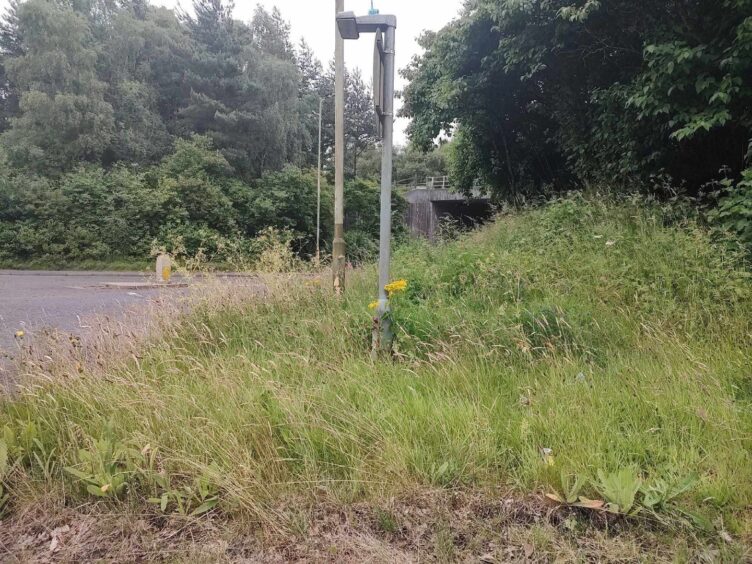 Long grass beside A90 Perth-Dundee road