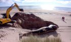 The whale being buried at Lunan Bay. Image: Angus Council