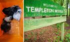 The three guinea pigs were abandoned at Templeton Woods in Dundee.